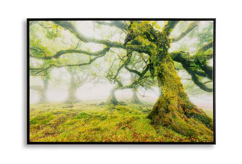 Forêt